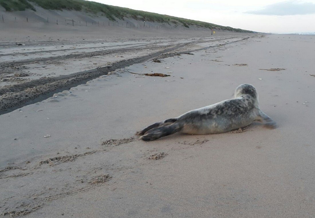 Jonge zeehond Zandvoort